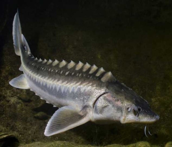 تصویر 5 از خرید و قیمت خاویار سیاه 30 گرمی + فروش عمده